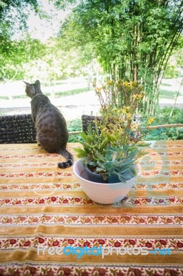 Cat Chilling Out On Dinner Table Stock Photo