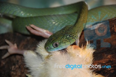 Cat-Eye Snake Feeding Stock Photo