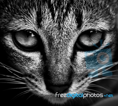 Cat Eyes Stock Photo