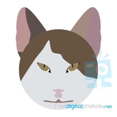 Cat Face Stock Image