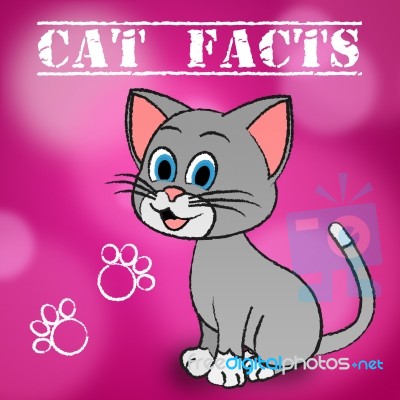 Cat Facts Indicates Details Kitty And Pets Stock Image