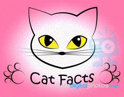 Cat Facts Shows Truth Data And Felines Stock Image