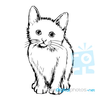 Cat Hand Drawn Stock Image