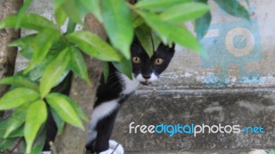 Cat In Backyard Stock Photo