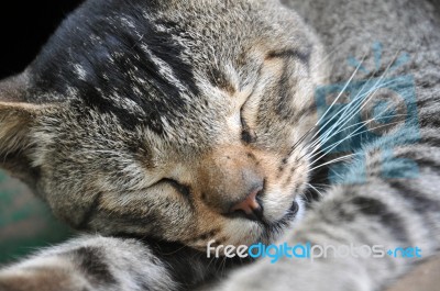 Cat Is Sleeping Stock Photo