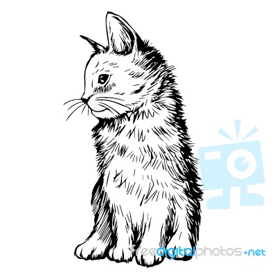 Cat Kitten Hand Drawn Stock Image