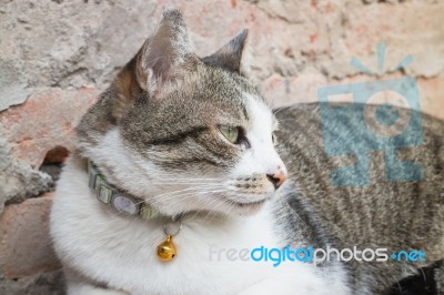 Cat Laying Down Leisure On Wooden Chair Stock Photo