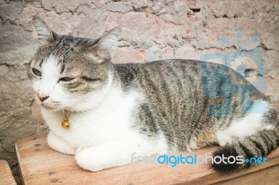 Cat Laying Down Leisure On Wooden Chair Stock Photo