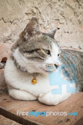 Cat Laying Down Leisure On Wooden Chair Stock Photo