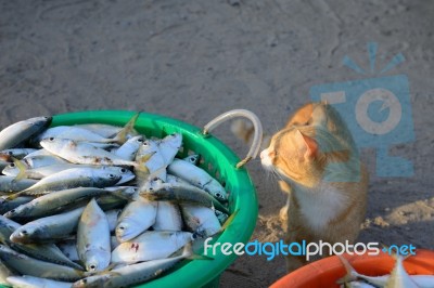 Cat Look At Tuna Fish Stock Photo