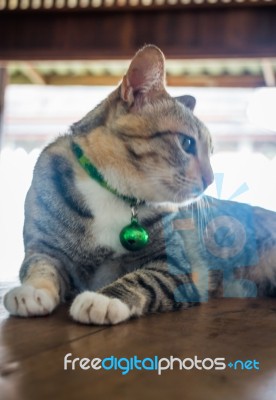 Cat Lying Down Relaxing At Home Stock Photo