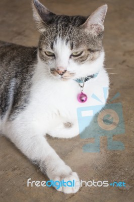 Cat Lying Down Relaxing At Home Stock Photo