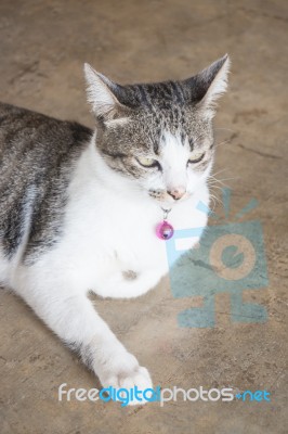 Cat Lying Down Relaxing At Home Stock Photo