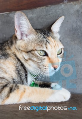 Cat Lying Down Relaxing At Home Stock Photo