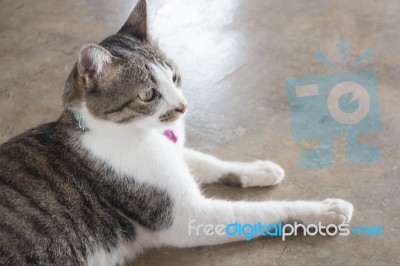 Cat Lying Down Relaxing At Home Stock Photo