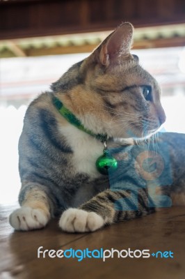 Cat Lying Down Relaxing At Home Stock Photo