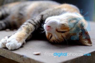 Cat Lying On Back Stock Photo