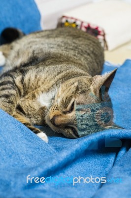 Cat Lying On Bed Stock Photo