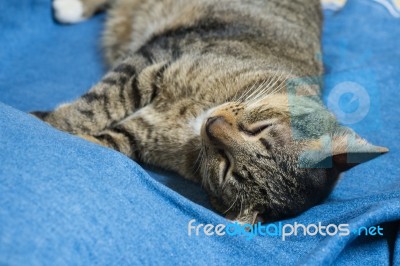 Cat Lying On Bed Stock Photo