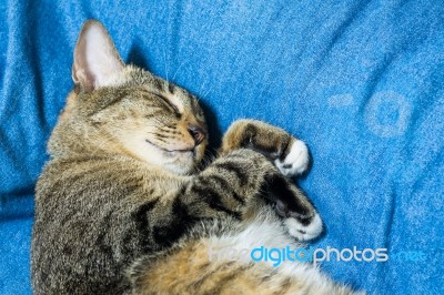 Cat Lying On Bed Stock Photo