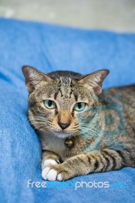 Cat Lying On Bed Stock Photo