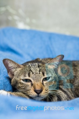 Cat Lying On Bed Stock Photo