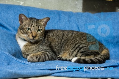 Cat Lying On Bed Stock Photo