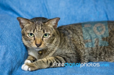 Cat Lying On Bed Stock Photo