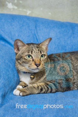 Cat Lying On Bed Stock Photo