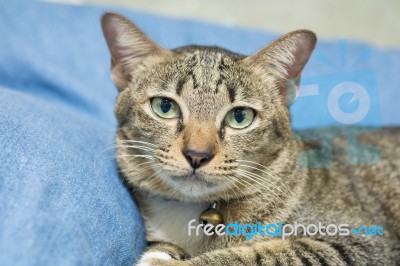 Cat Lying On Bed Stock Photo