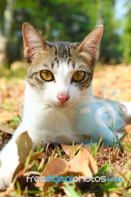 Cat Lying On Grass Stock Photo