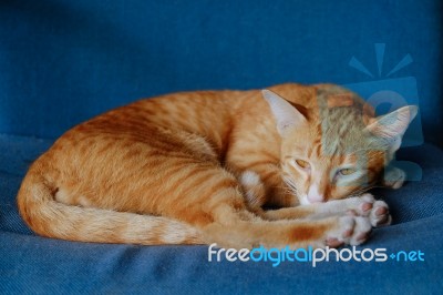 Cat Lying On The Cushion Stock Photo