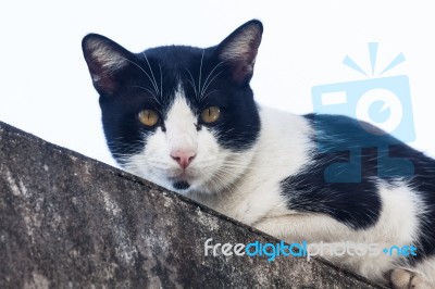 Cat On Cement Wall Stock Photo