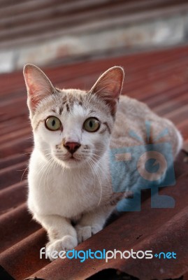 Cat On Roof Stock Photo