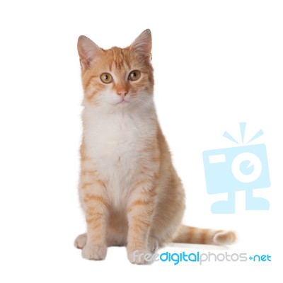 Cat On White Background Stock Photo