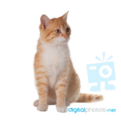 Cat On White Background Stock Photo