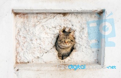 Cat Peeking Out Of A Hole In The Wall Stock Photo