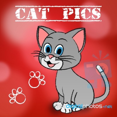 Cat Pics Shows Pet Photo And Pictures Stock Image