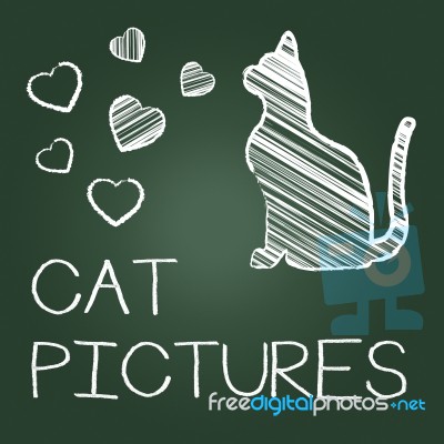 Cat Pictures Means Photos Pet And Image Stock Image