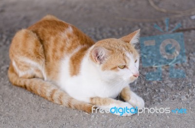 Cat Playing Outside Stock Photo