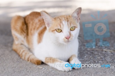 Cat Playing Outside Stock Photo