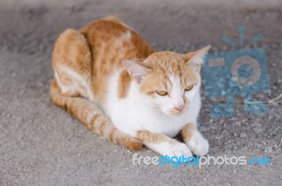 Cat Playing Outside Stock Photo