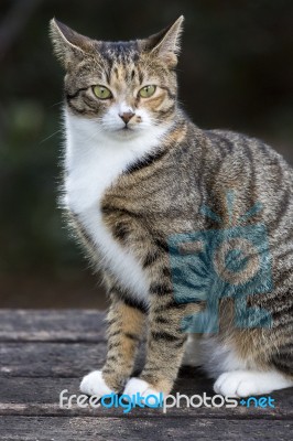 Cat Portrait Stock Photo