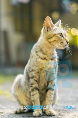 Cat Portrait Stock Photo