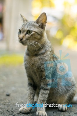 Cat Portrait Stock Photo