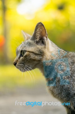 Cat Portrait Stock Photo