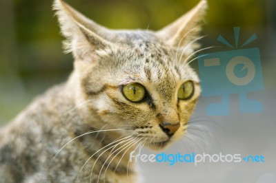 Cat Portrait Stock Photo