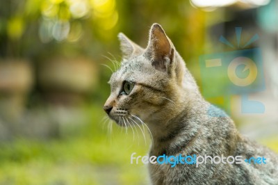 Cat Portrait Stock Photo