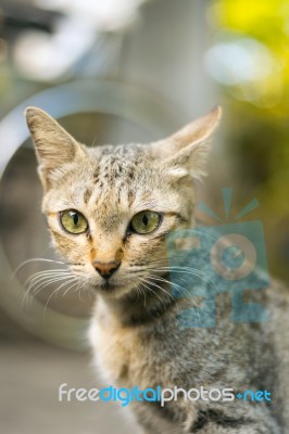 Cat Portrait Stock Photo