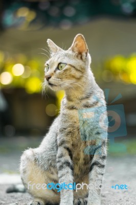 Cat Portrait Stock Photo